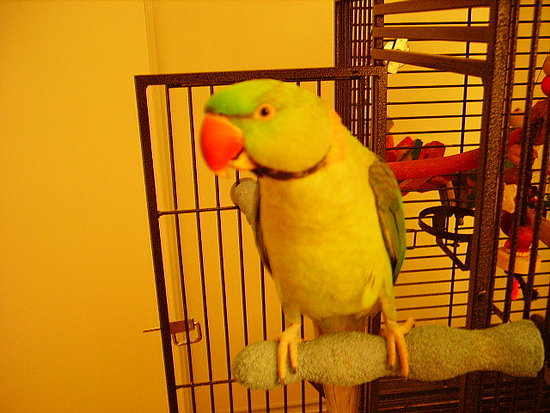 Image Image